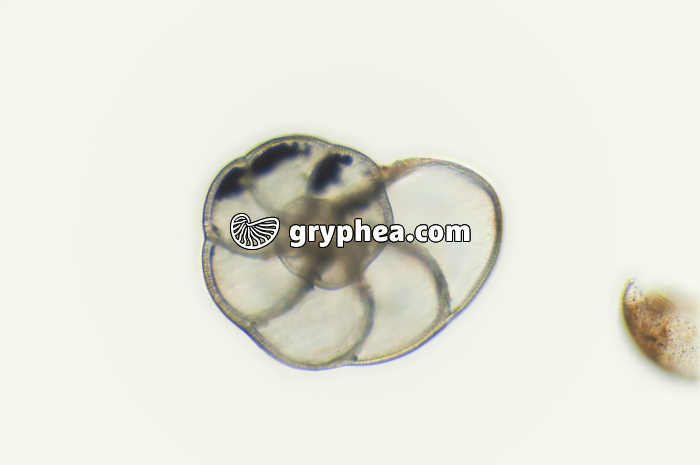 Foraminifère (Cuxhaven) x32 - gryphea.org